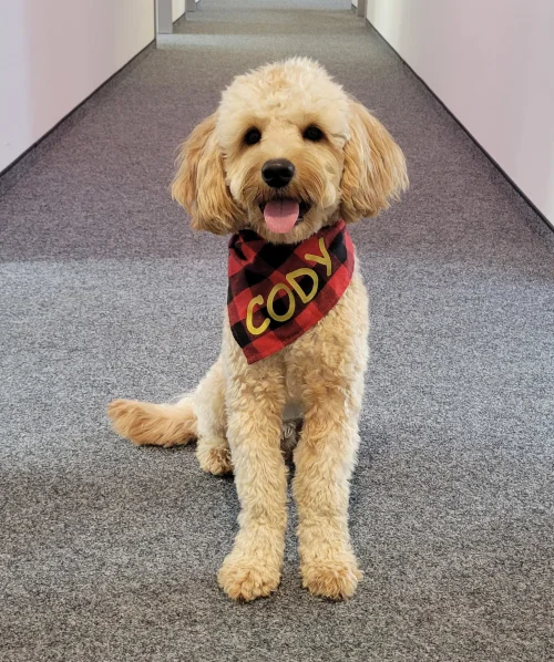 Cody Büro-Hund