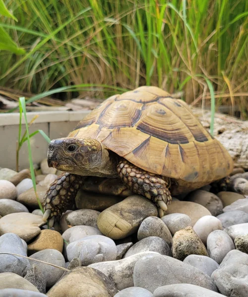 Schildi Büro-Schildkröte